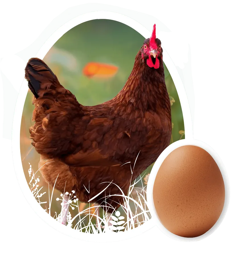 Layer Chicken Egg – লেয়ার মুরগীর লাল ডিম (খামার ১) | Mizan Layer Farm