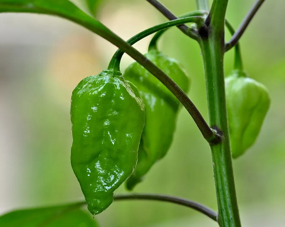 Naga Pickle
