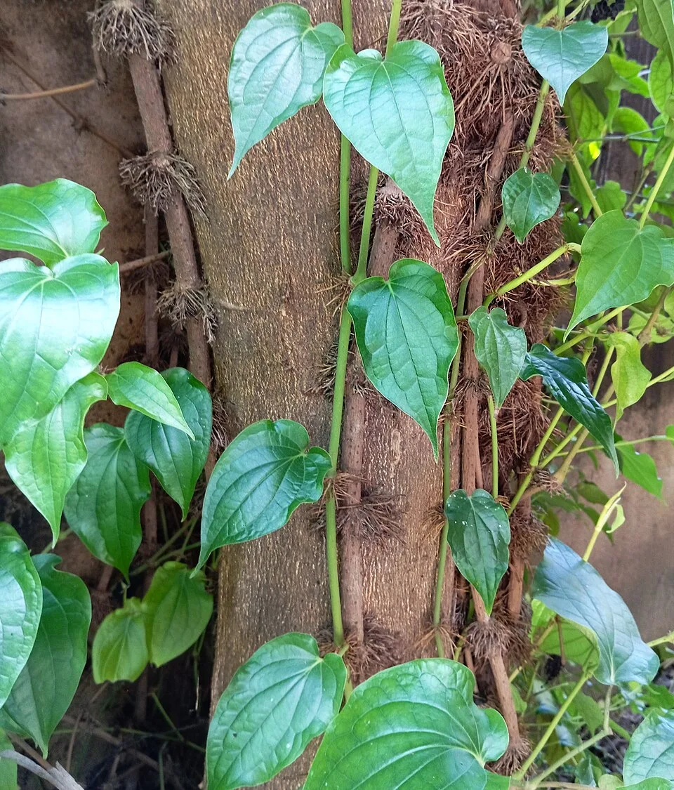 Chuijhal (250 gm)